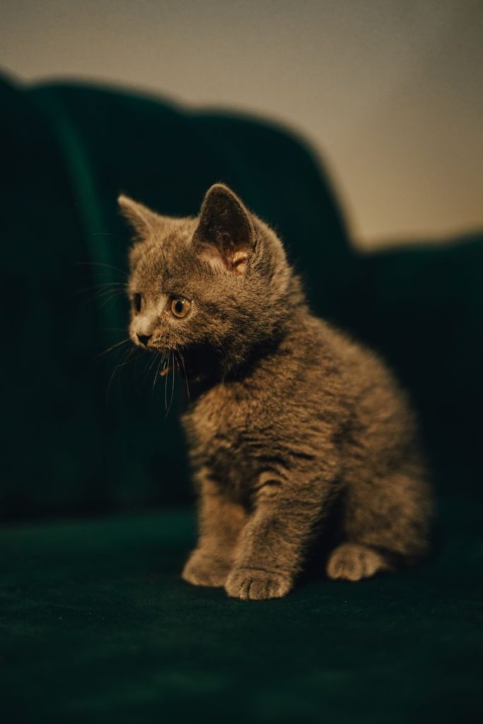 Cute gray kitten sitting indoors on a dark green couch, looking curious.