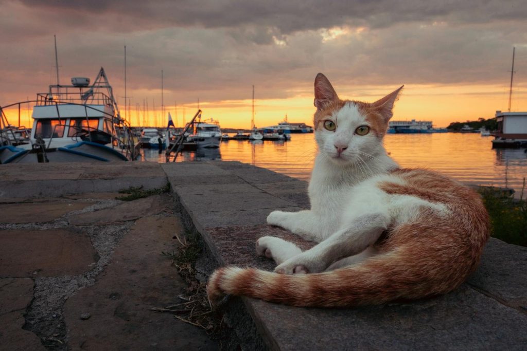 A cat lounges by the marina during a stunning sunset, with moored boats in view.