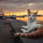 A cat lounges by the marina during a stunning sunset, with moored boats in view.