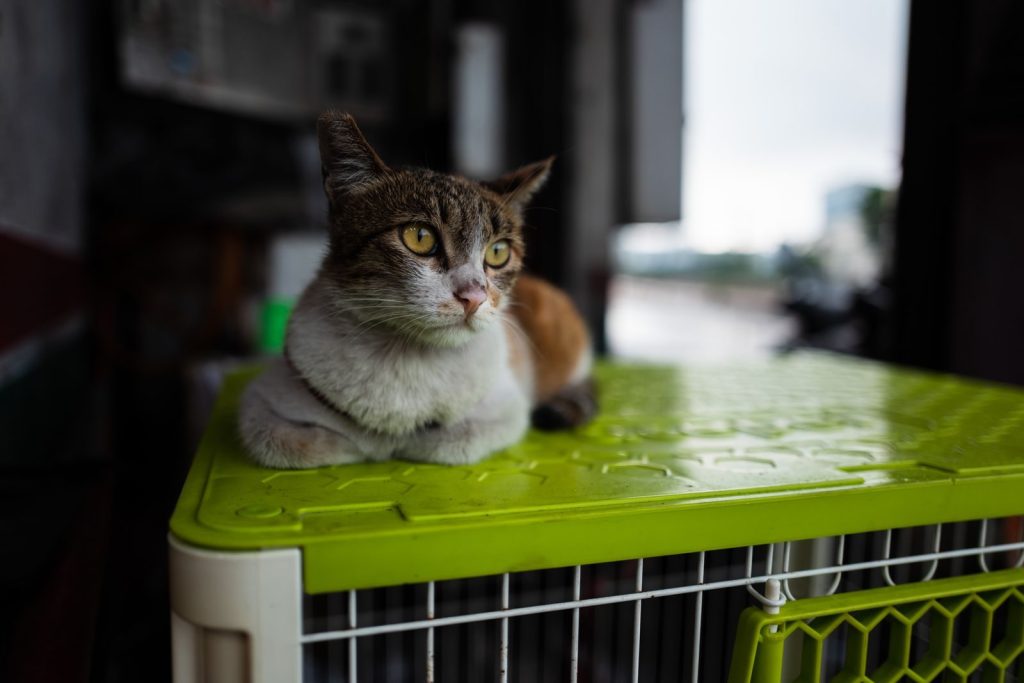 A domestic cat with striking eyes rests on the top of a green pet cage indoors.