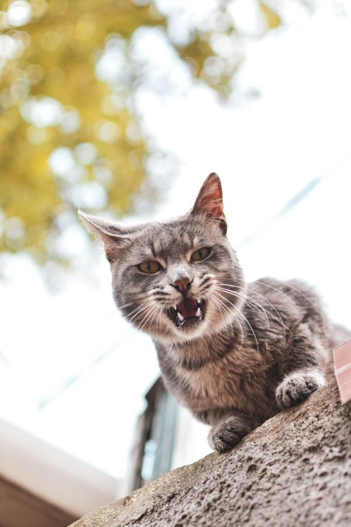 Close-up of a fierce tabby cat on a wall with blurred summer foliage in the background.