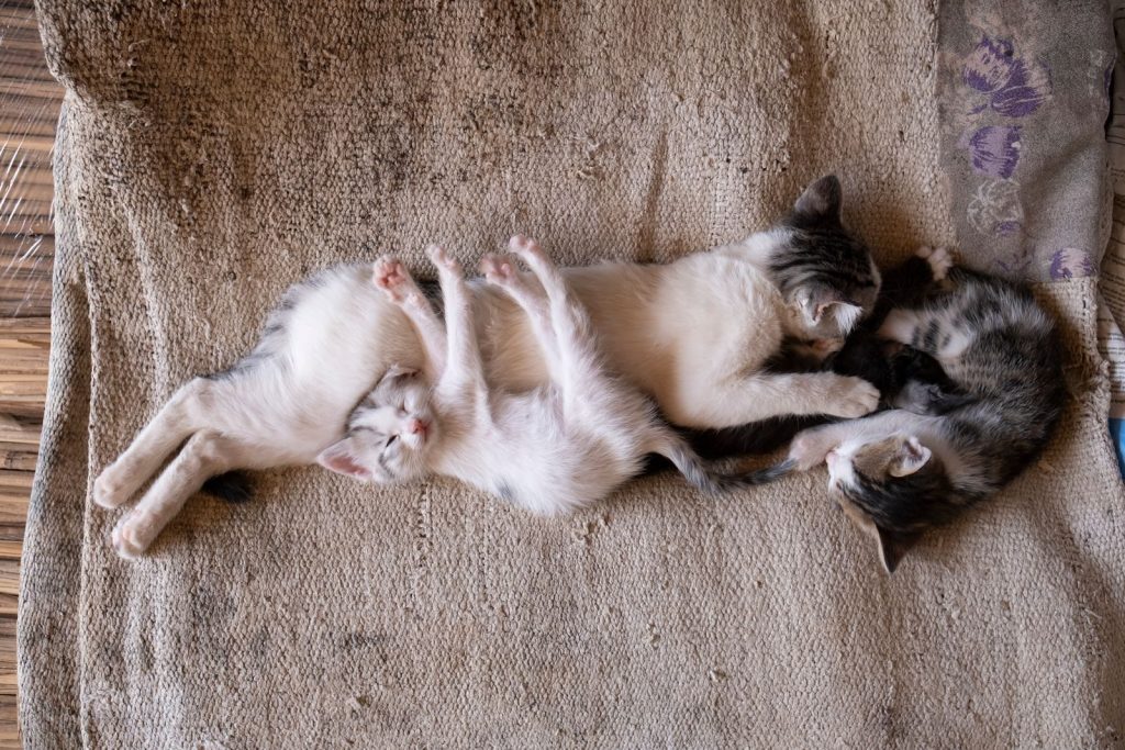 Three cute kittens sleeping closely on a cozy blanket, capturing a heartwarming moment of companionship.