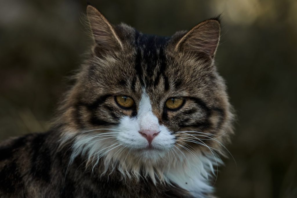 Charming close-up of a fluffy domestic cat looking directly at the camera.
