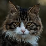 Charming close-up of a fluffy domestic cat looking directly at the camera.