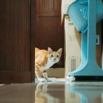 Ginger cat peeks through a door, eyeing the room curiously. Ideal for pet-themed content.