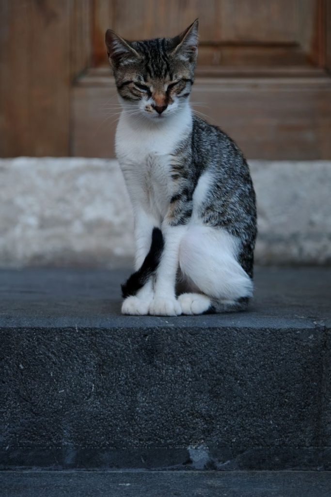 Adorable domestic cat sitting elegantly on stone steps outside a wooden door.