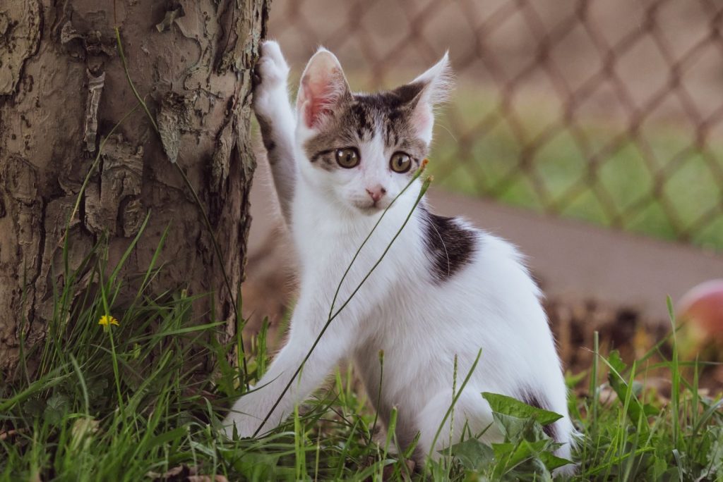 Adorable kitten exploring near a tree outdoors, perfect for pet lovers.