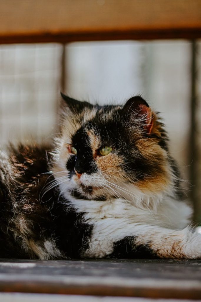 Close-up of a tricolor cat relaxing on a wooden surface, enjoying sunlight.