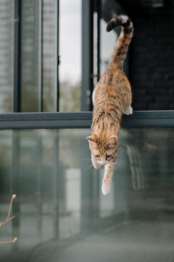 Captivating shot of a tabby cat skillfully balancing on a glass surface near a window.