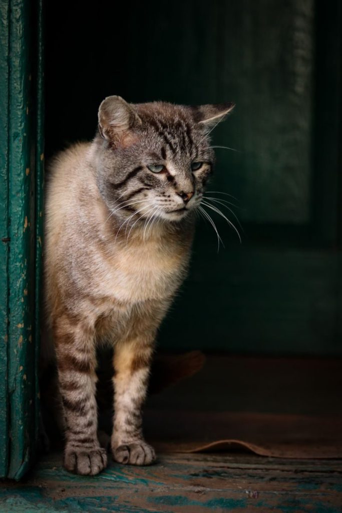 A striped tabby cat stands at a door, gazing thoughtfully into a rustic home.