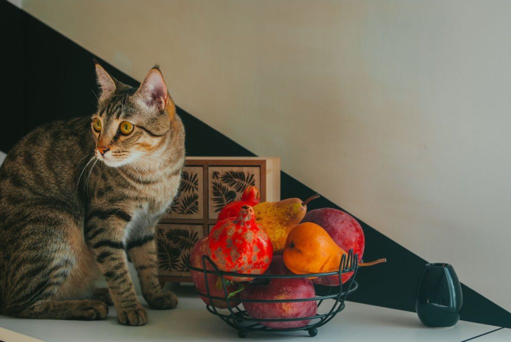 A tabby cat sits near a basket of colorful fruit on a stylish table, indoors.