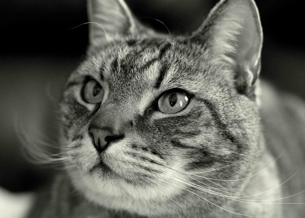 Intense black and white portrait of a tabby cat showing detailed emotions and texture.