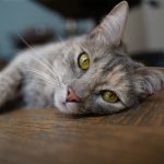 A cat with green eyes resting on a wooden floor in Buenos Aires.