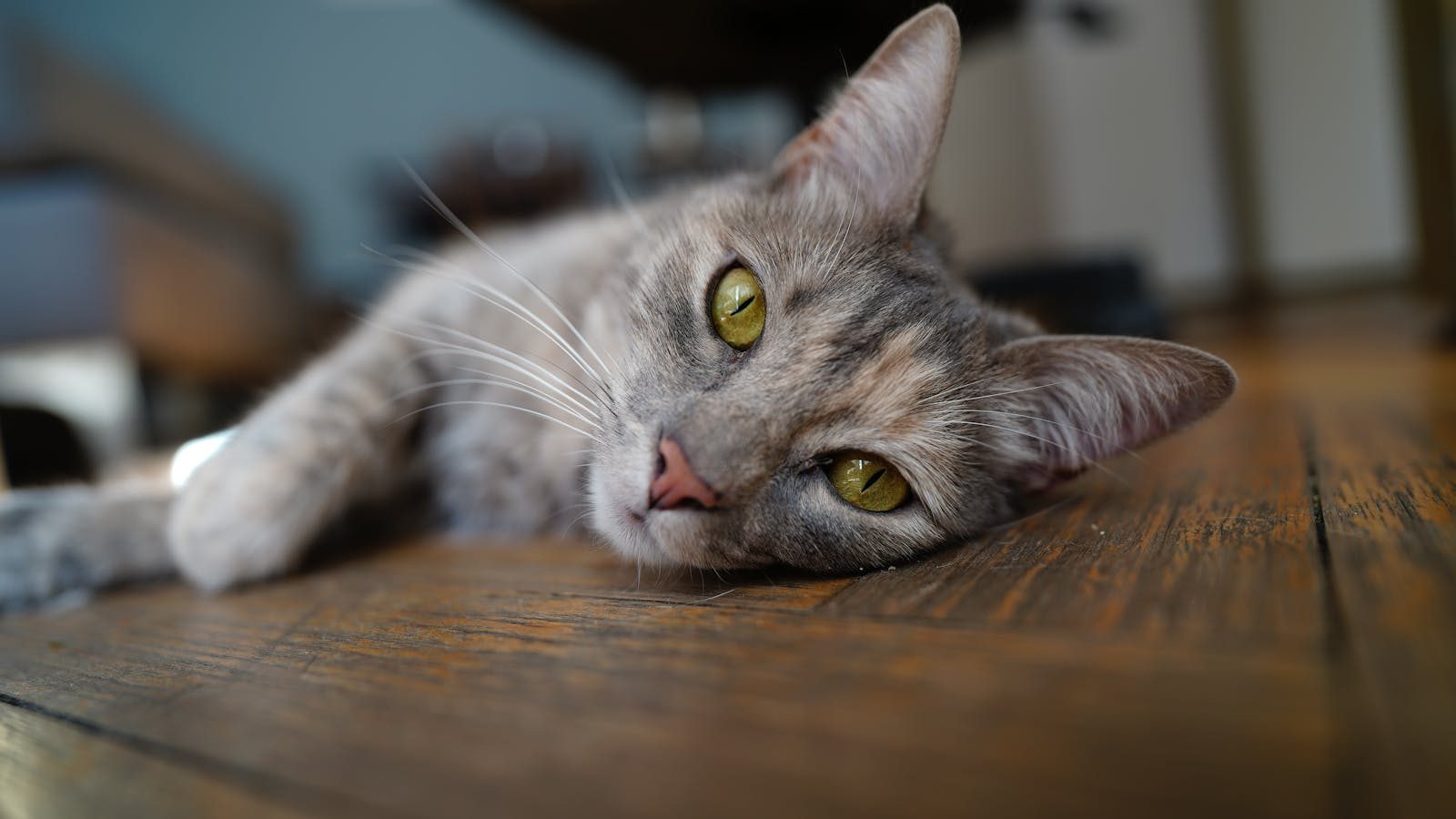 A cat with green eyes resting on a wooden floor in Buenos Aires.