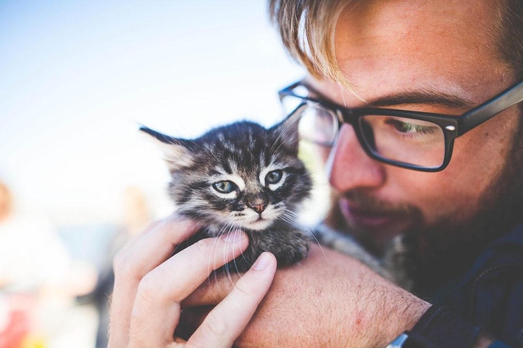 man, kitten, pet, owner, kitty, tabby, cat, nature, gray tabby, tabby cat, adorable, animal, cute, feline, caring, hands, holding, portrait