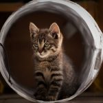 Cute tabby kitten playing inside a tube, perfect for pet lovers and animal enthusiasts.