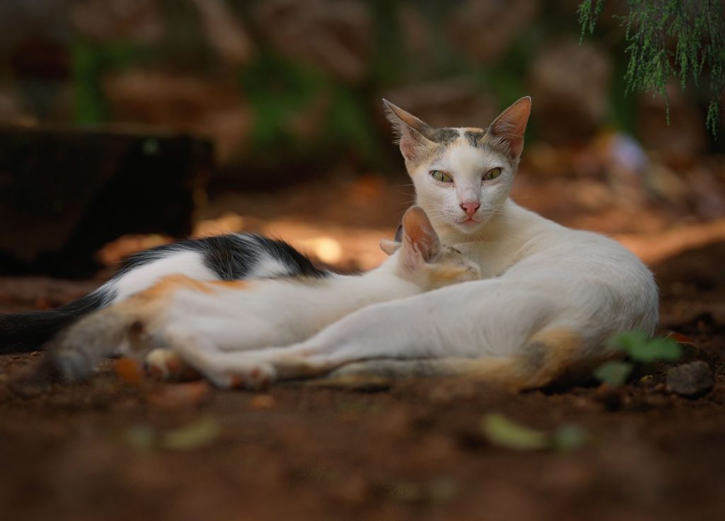 A mother cat nursing her kittens outdoors on a warm sunlit day, surrounded by nature.