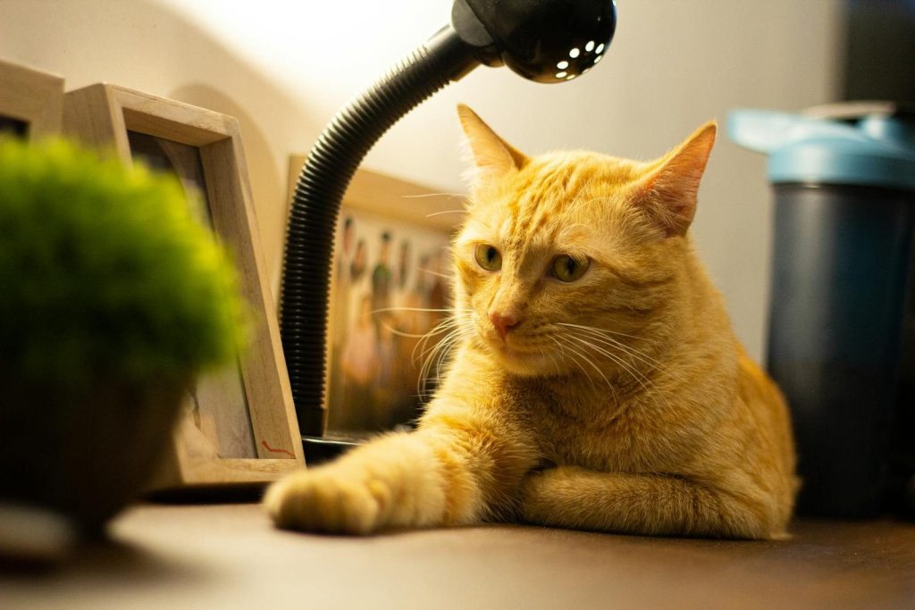 Ginger cat lounging near a desk lamp, creating a warm and cozy atmosphere indoors.