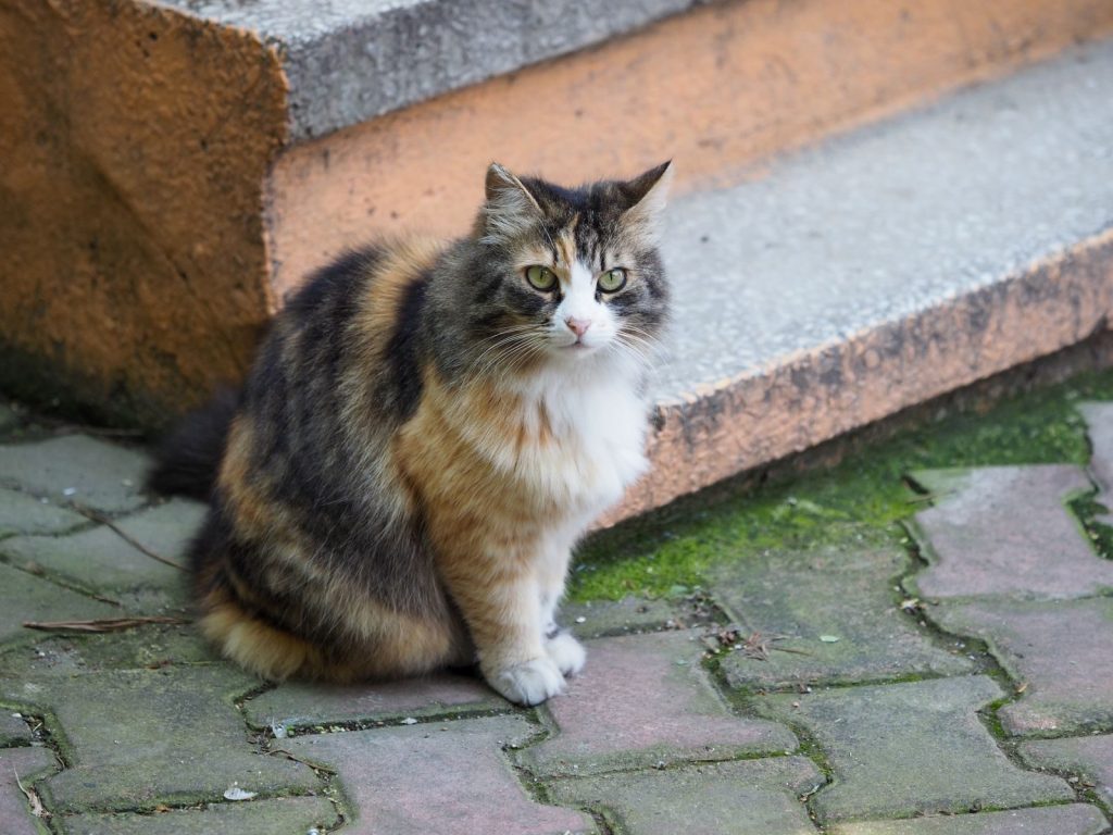 A cute fluffy calico cat perched on stone steps in Istanbul, perfect for pet lovers.