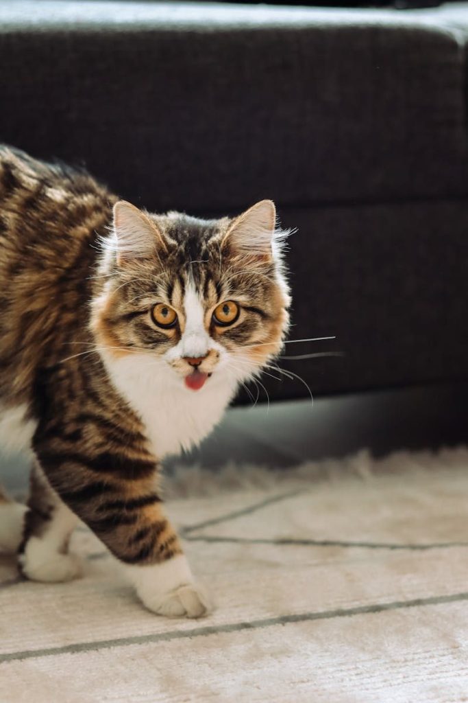 Close-up of a curious tabby cat on a carpet, captured indoors with warm lighting.