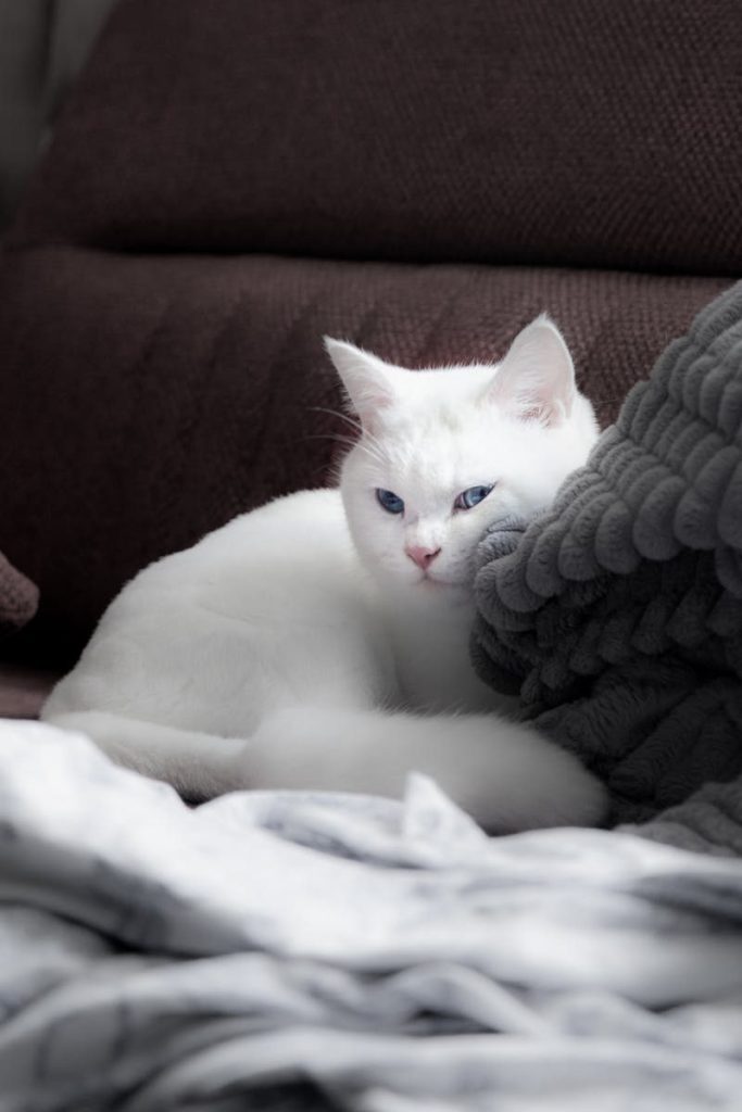 A white cat with blue eyes lounging on a brown sofa among blankets, exuding comfort.