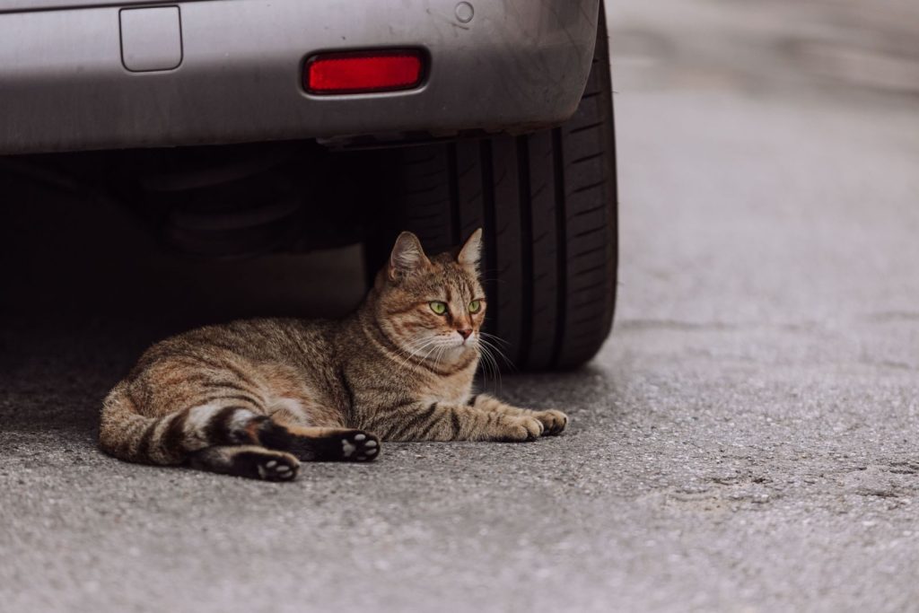 A tabby cat lying under a parked car on a city street. Urban wildlife and safety.