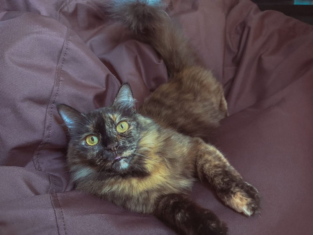 A cute tortoiseshell cat lying comfortably indoors, staring with bright eyes.