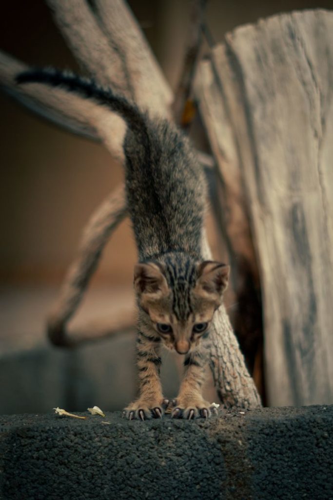 A playful tabby kitten navigating a tree trunk in a natural outdoor setting.