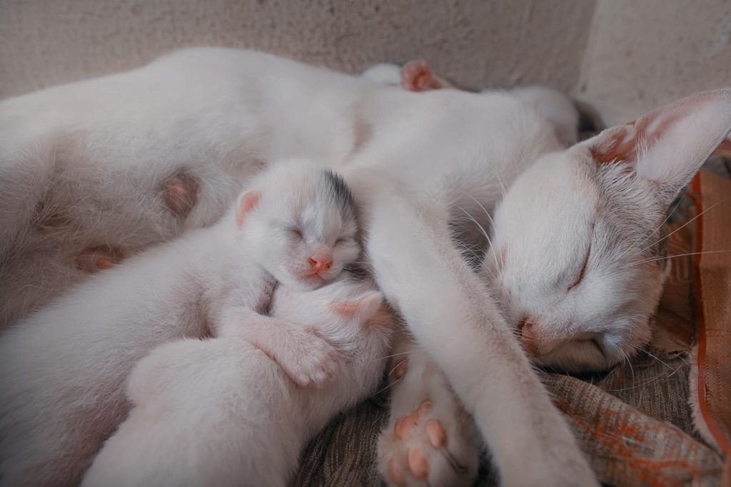 A serene image of a white cat sleeping with her kittens, close-up view.
