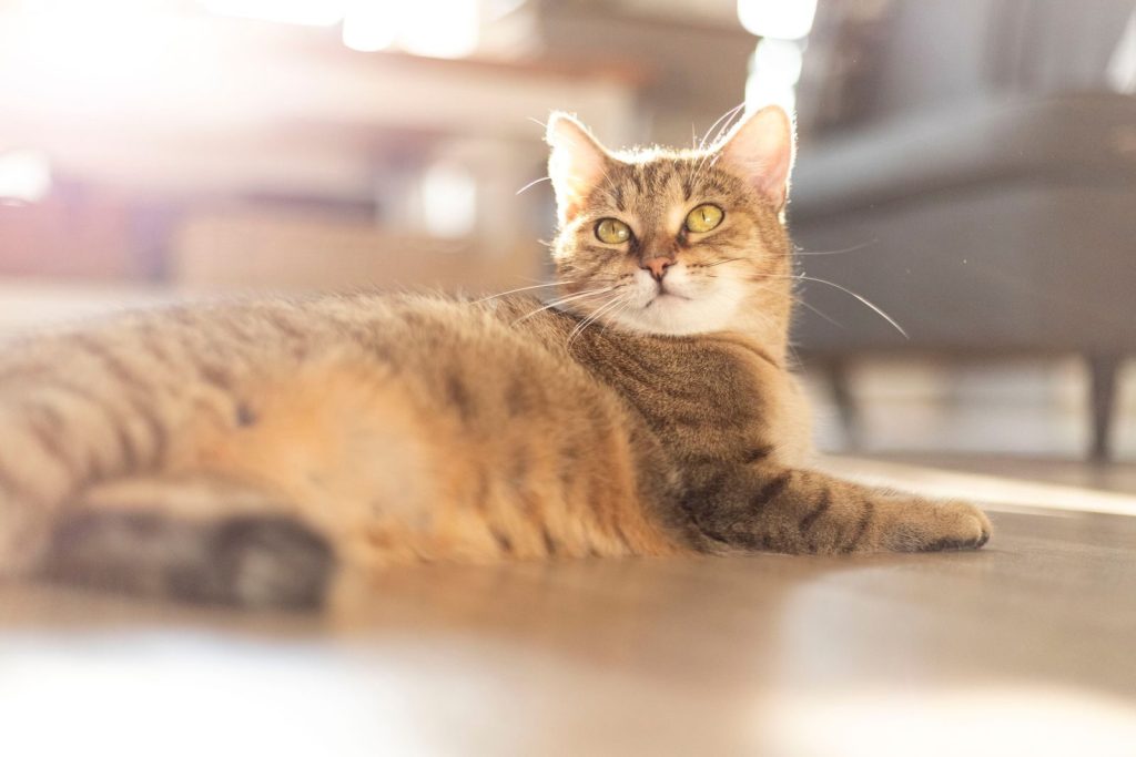 A serene tabby cat enjoying sunlight in a cozy indoors setting.
