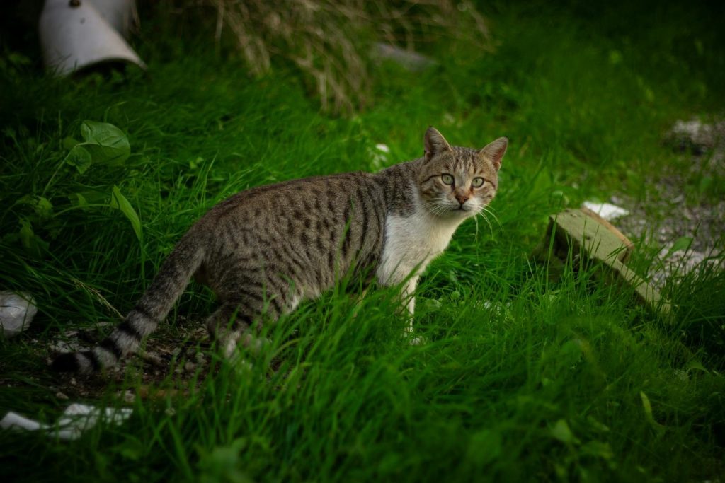 A curious tabby cat stands in a lush green garden, surrounded by vibrant grass.