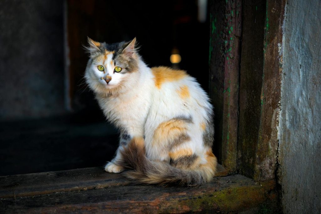 A calico cat sitting in a rustic doorway, gazing with bright eyes.