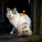 A calico cat sitting in a rustic doorway, gazing with bright eyes.
