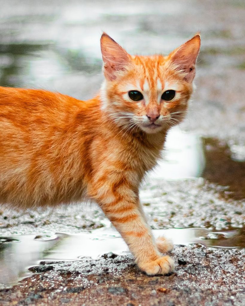 Close-up of a cute ginger kitten standing on a wet road, showcasing its curious look.