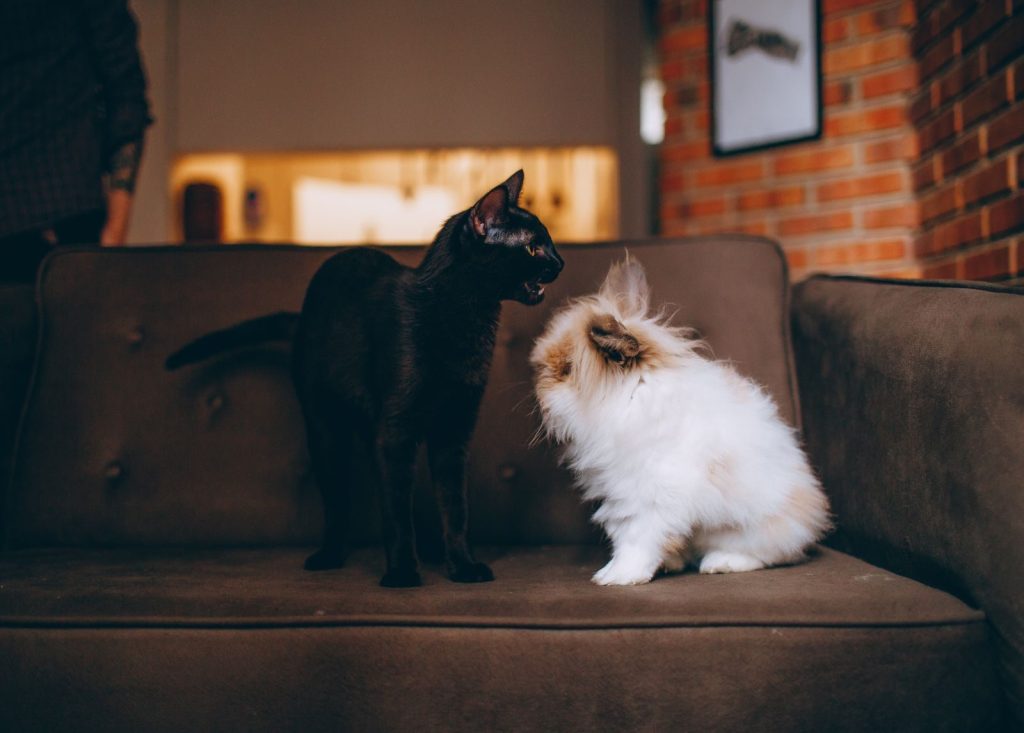 A charming photo of a black cat and a fluffy rabbit sharing a brown couch indoors.