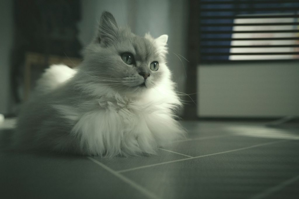 A serene Persian cat with fluffy fur sitting indoors in soft lighting.