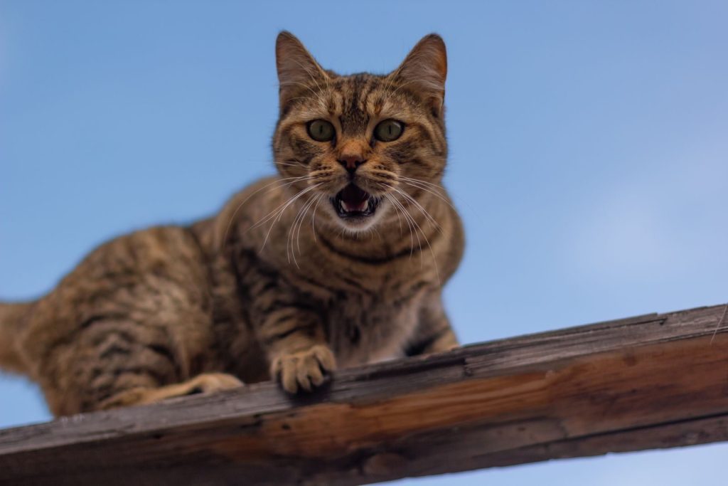 Brown tabby cat meowing on a wooden railing against a clear blue sky.