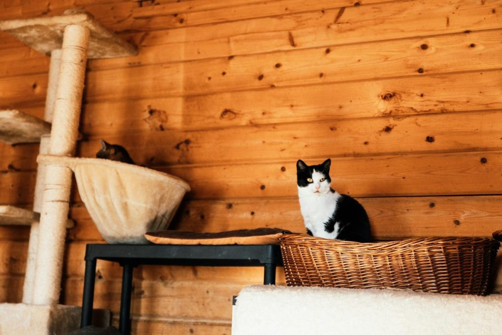 A cozy scene of cats lounging on wicker and scratching posts in a warm wooden interior.