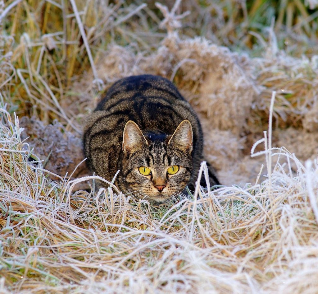 cat, pet, feline, nature, animal, fur, kitty, mammal, domestic, domestic cat, cat portrait, animal world, lurking, hunt, sneak up on