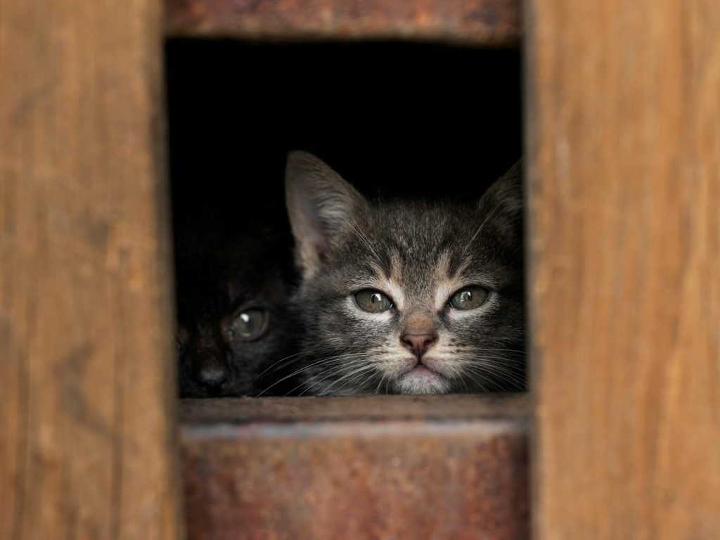 Two kittens peering through a wooden opening, showcasing innocent curiosity.