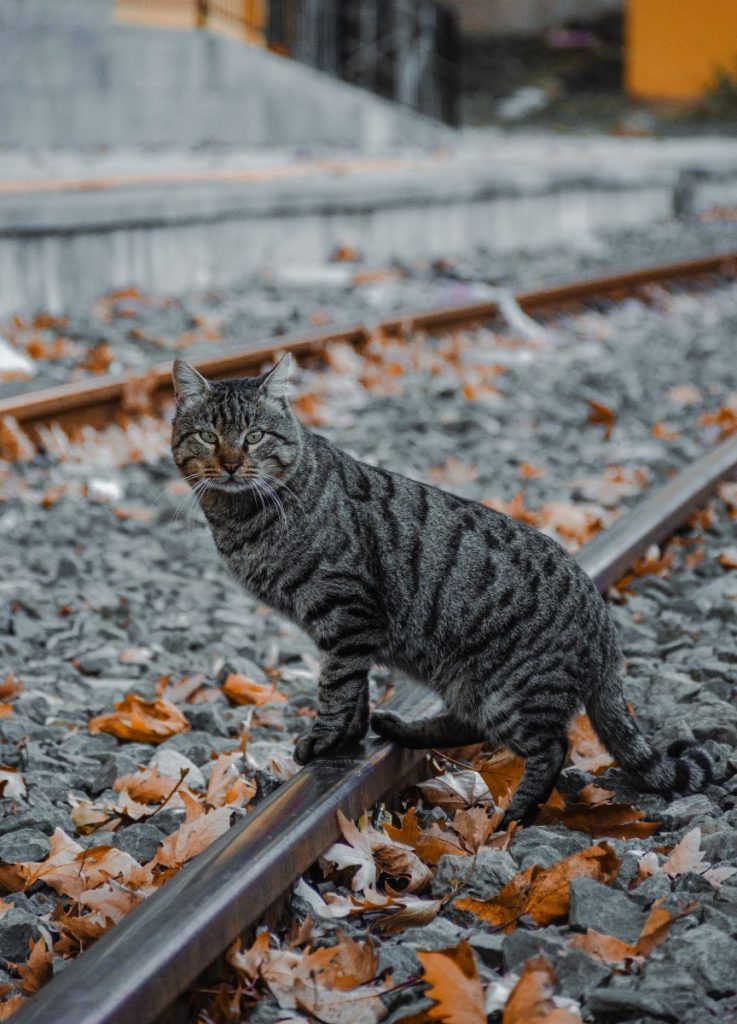 A tabby cat stands on railway tracks surrounded by autumn leaves, creating a serene fall scene.