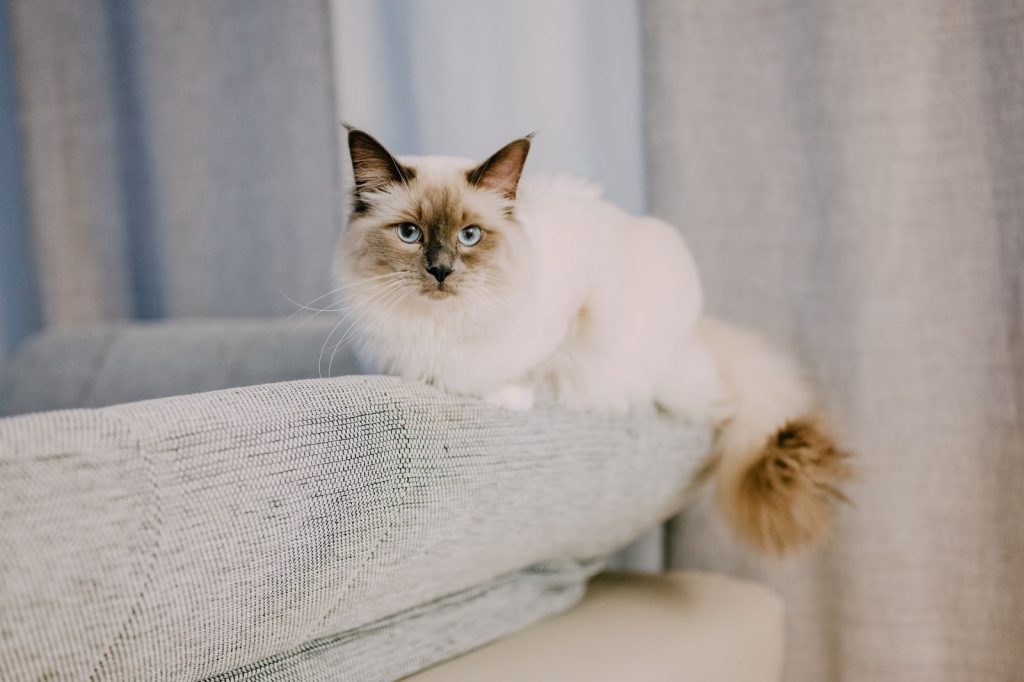 A fluffy Ragdoll cat with blue eyes relaxing on a sofa, creating a cozy atmosphere.