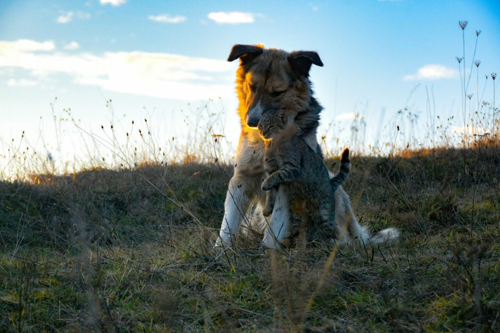 A dog and cat share a warm hug in a grassy outdoor setting, symbolizing friendship.