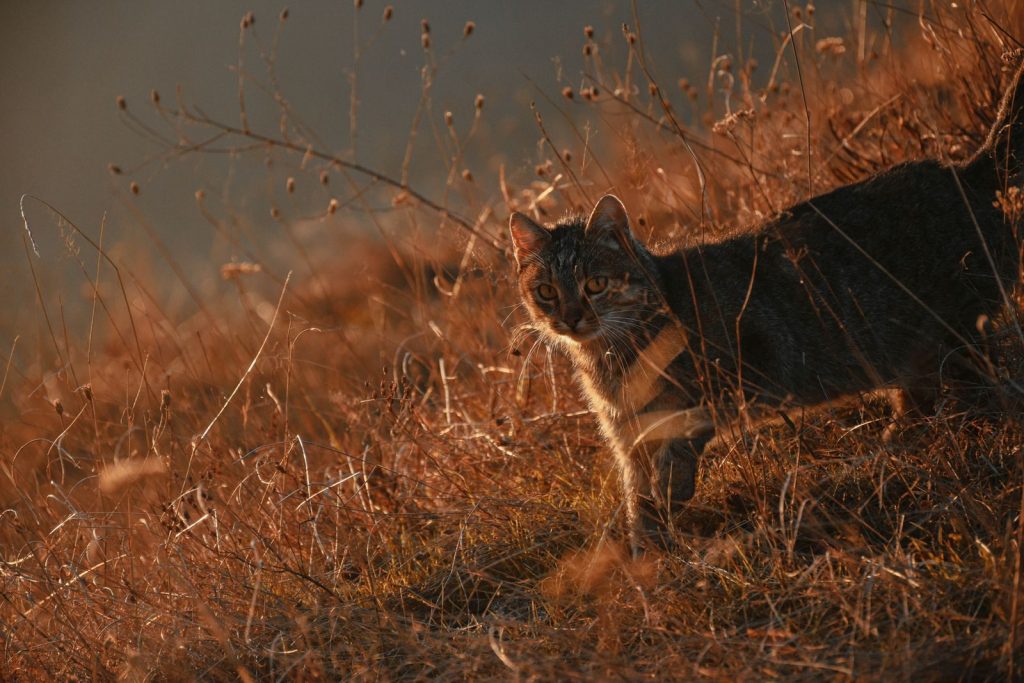 A tabby cat standing in an autumn meadow during sunset, surrounded by dry twigs.