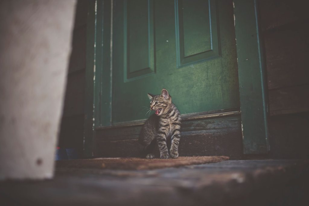 Adorable tabby cat sitting in front of a green door yawning.