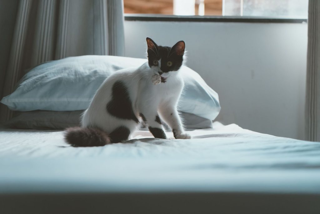 A charming black and white kitten sitting on a cozy bed with soft lighting.