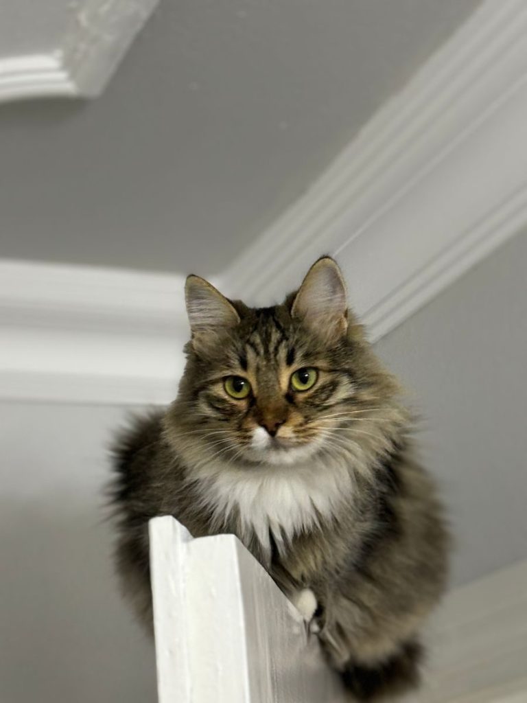 A fluffy tabby cat sitting on top of a white door in an indoor setting, looking inquisitive.