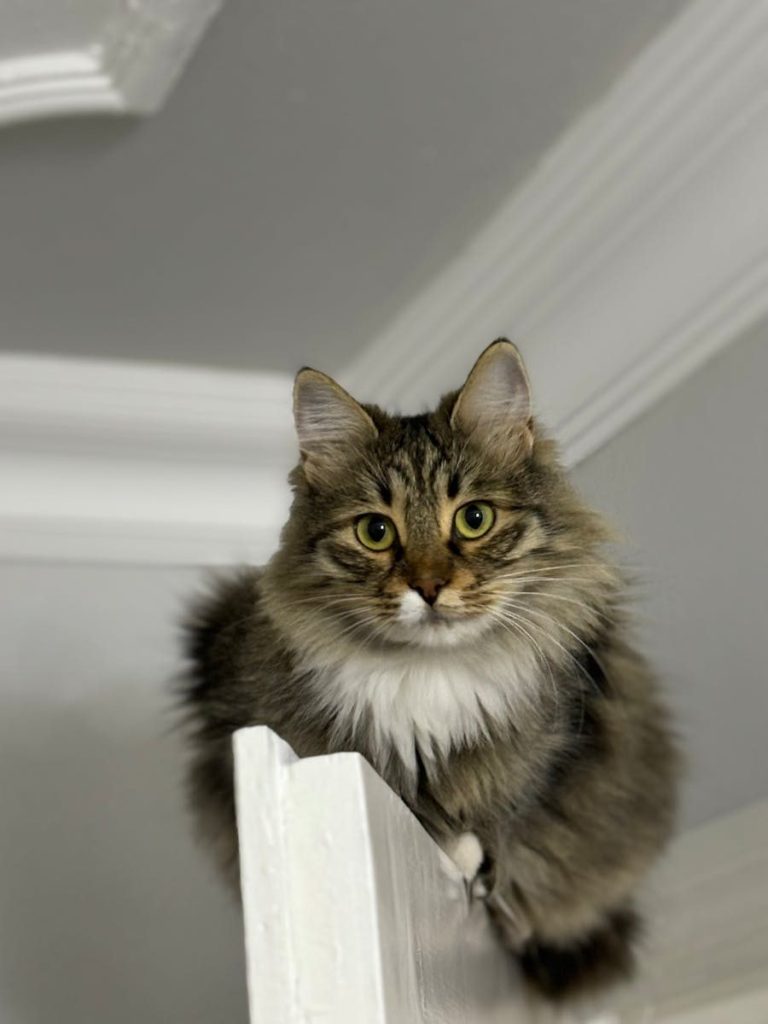 A fluffy Maine Coon cat sits comfortably indoors, looking curious.