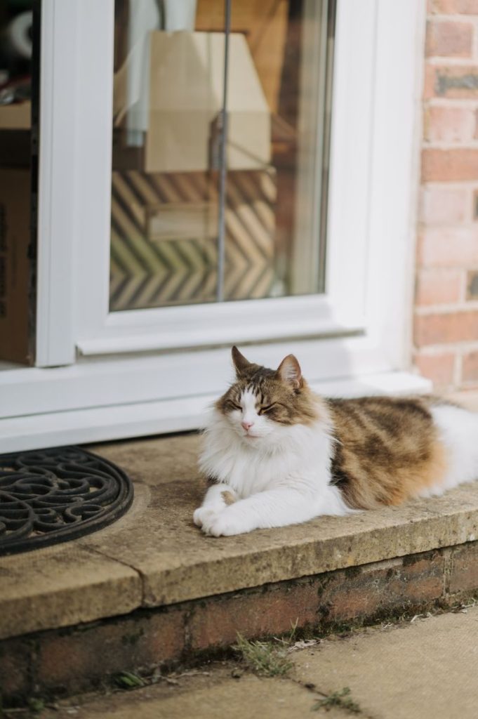 A fluffy tabby cat relaxing peacefully on a doorstep in the sunlight.