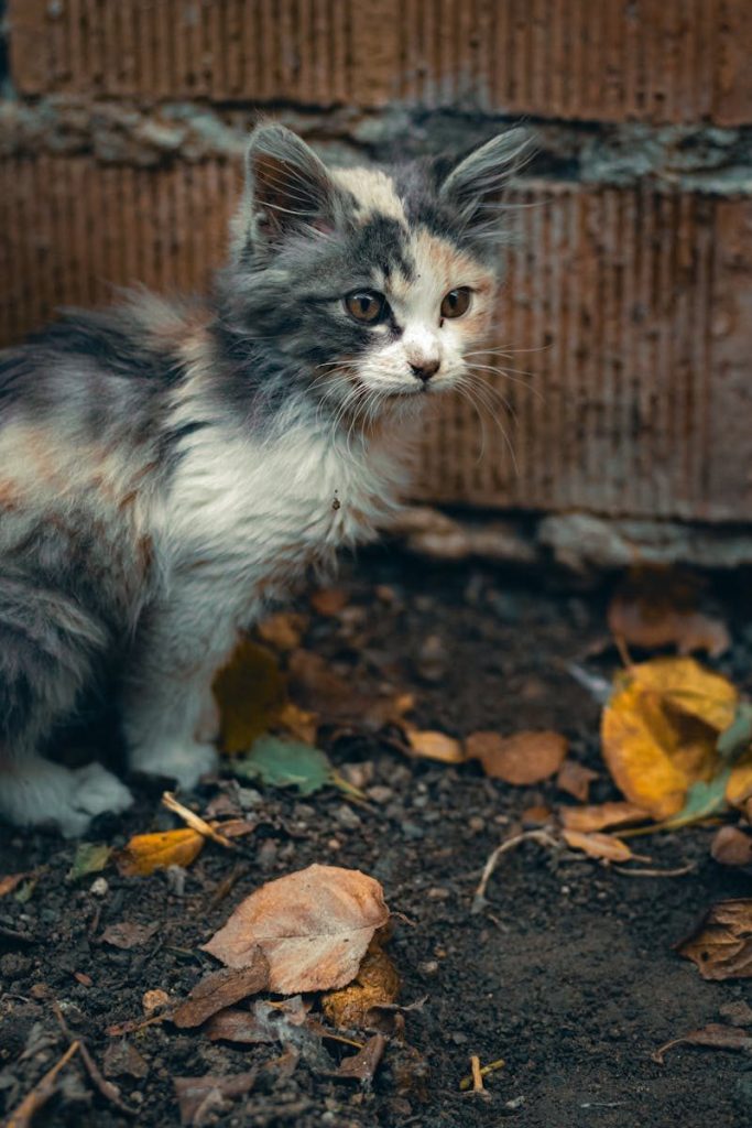 Cute kitten surrounded by autumn leaves on a city street, vivid and colorful fall scene.